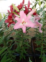 [5334 Burana VH No02.JPG]